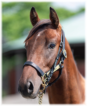 �����ɥ�����2022