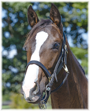 �ݥ��åȥ��㡼�꡼��2022