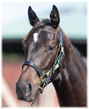 ���ޡ���ʤ�2022