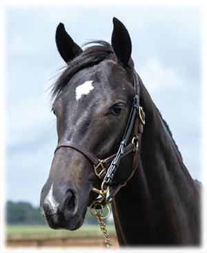 ������ߥ졼���2023