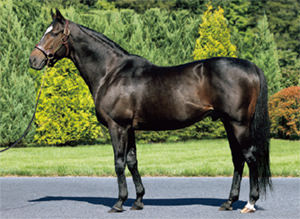 ���ԥե��ͥ���