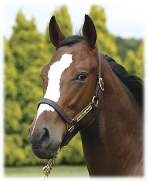 ��ȡ��ʤ�2023