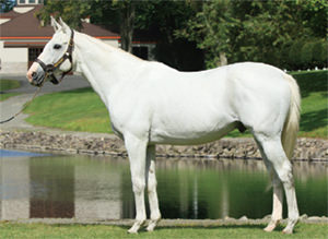 ������ɥ��å�