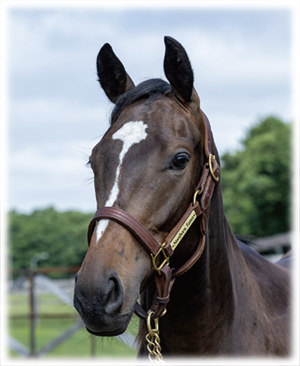 �ץ�ƥ����꡼�ʤ�2023