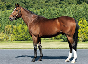 �ϡ��ӥ󥸥㡼