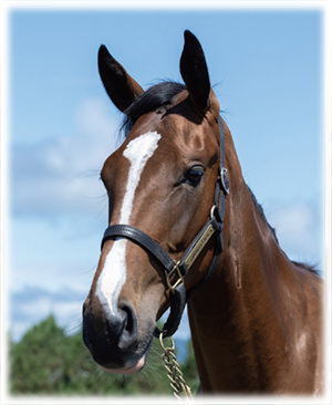 �٥륫�ץ��2023