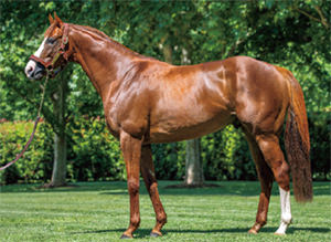 ���ɥޥ���ޡ���