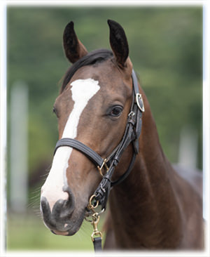 �ץ�ߥ���ࡼ���2023 