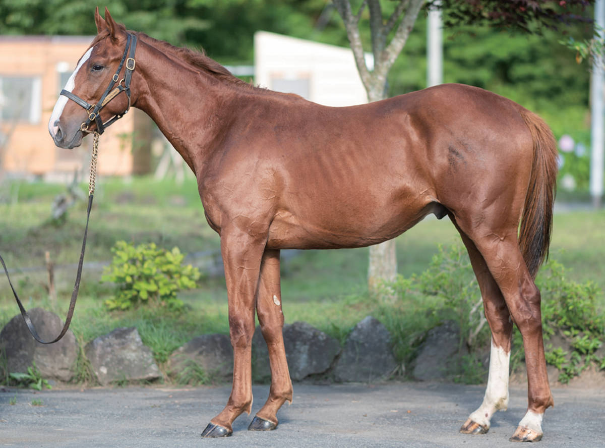 �֥饤�ȥ������ɤ�2023