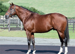 �ӥå���������