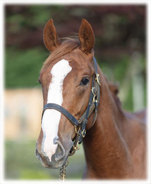 �֥饤�ȥ������ɤ�2023