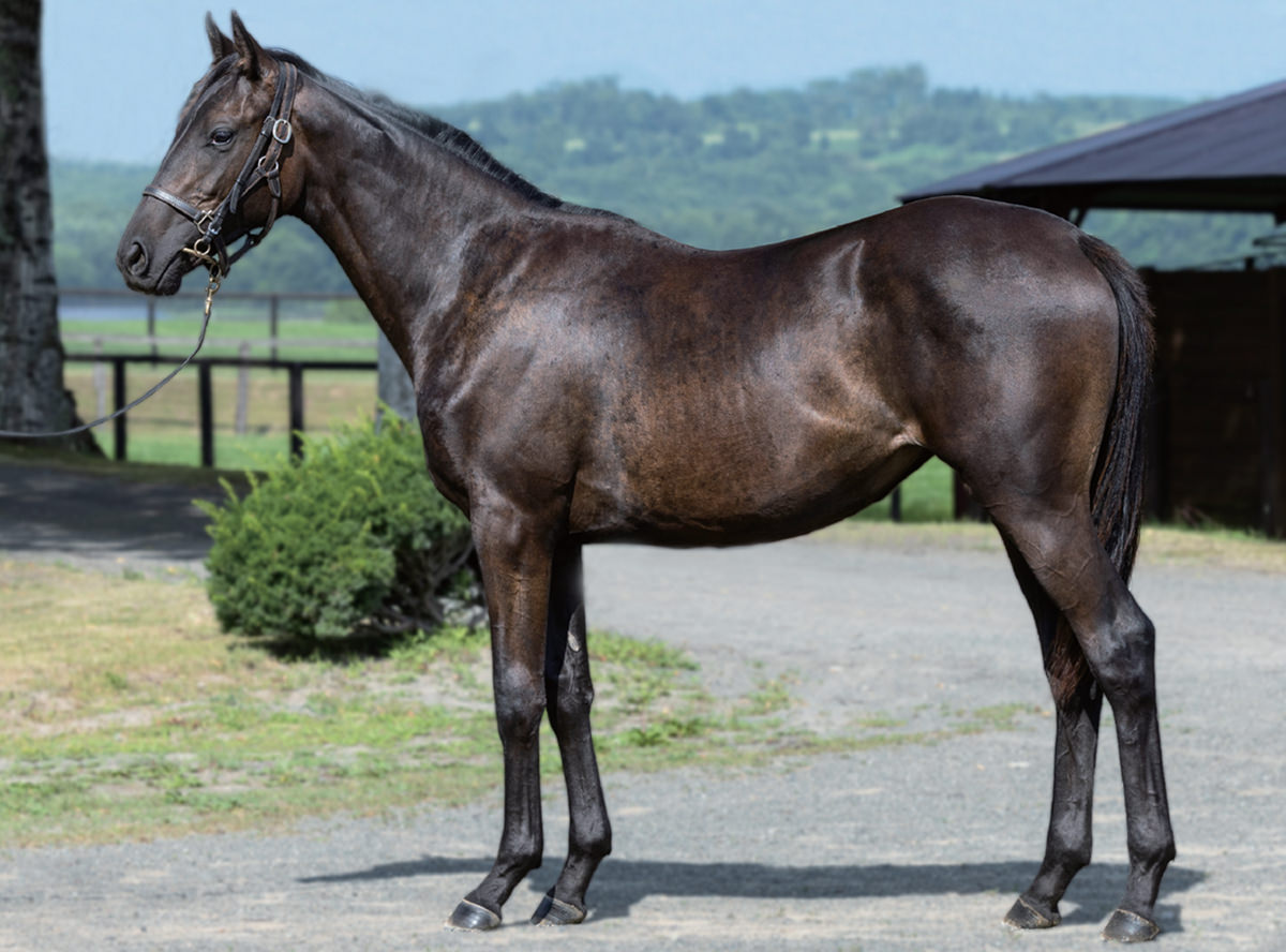 ���ʥ��������֥롼��2023