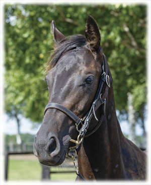 ���ʥ��������֥롼��2023