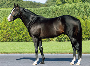 ������ܥˡ���