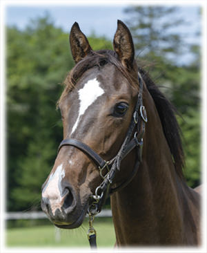 �ץ�󥻥��襦����2023