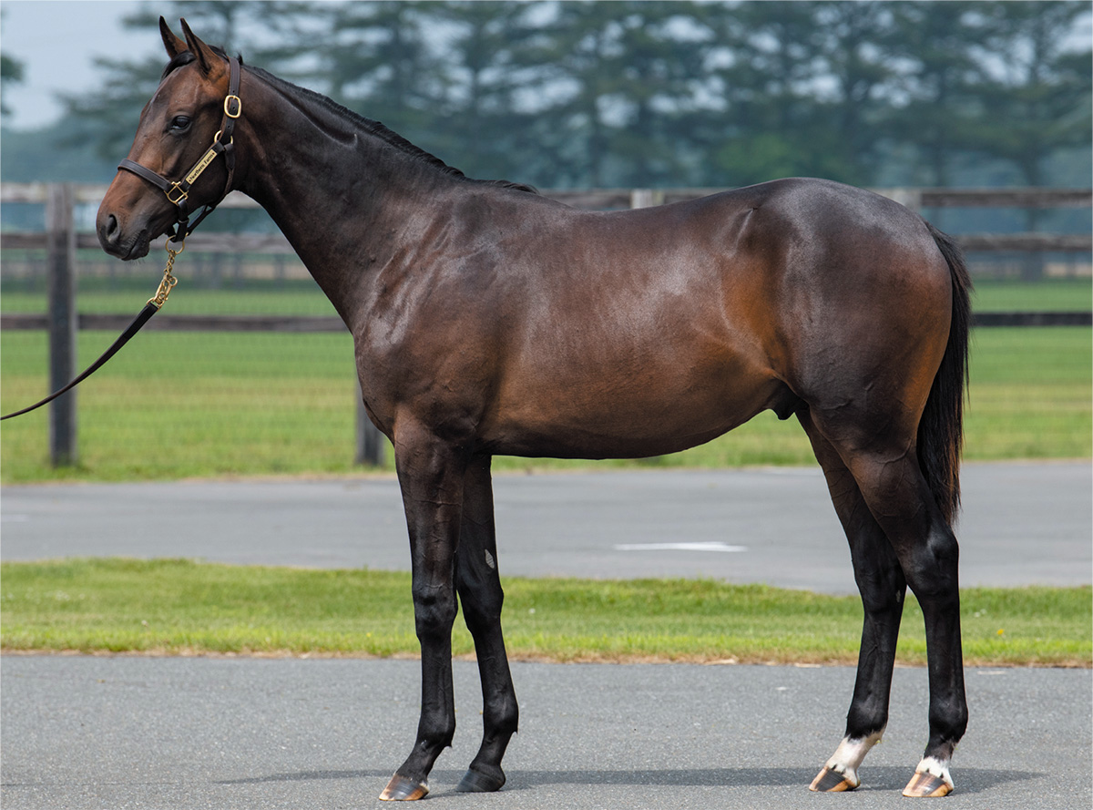 �ե顼�ƥ����㥹�ߥ���2018