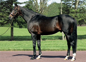 �ǥ����ץ���ѥ���