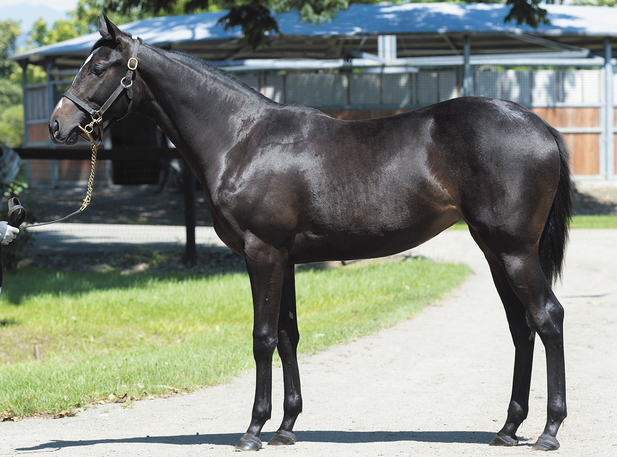 �ǥ���󥰥С��ɤ�2019