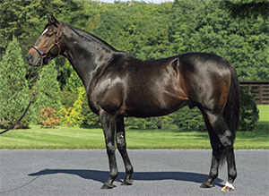 ���ԥե��ͥ���