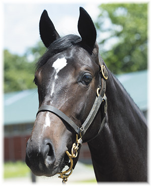 �ǥ���󥰥С��ɤ�2019