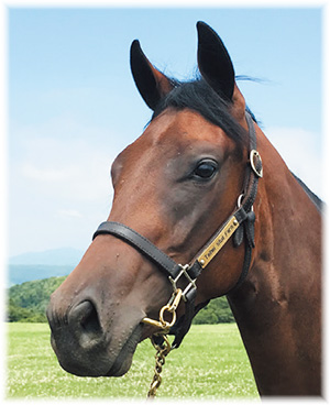 サラブレッドクラブライオン｜グレイトペイジの2020