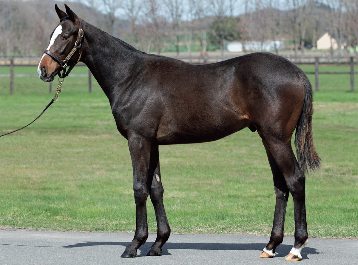 サラブレッドクラブライオン｜ブルーダイアモンドの2023