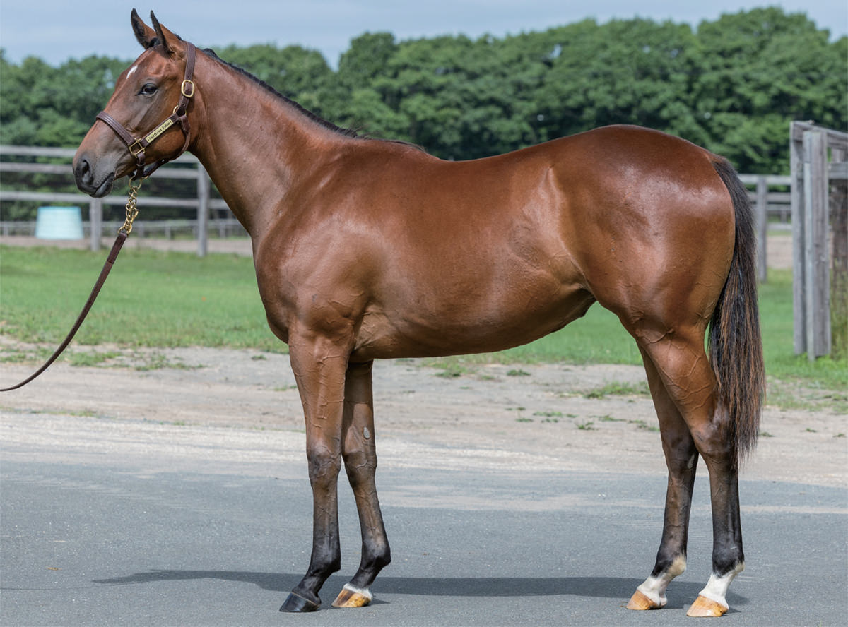 サラブレッドクラブライオン｜ウモラダネグラの2023