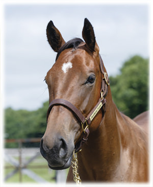 サラブレッドクラブライオン｜ウモラダネグラの2023