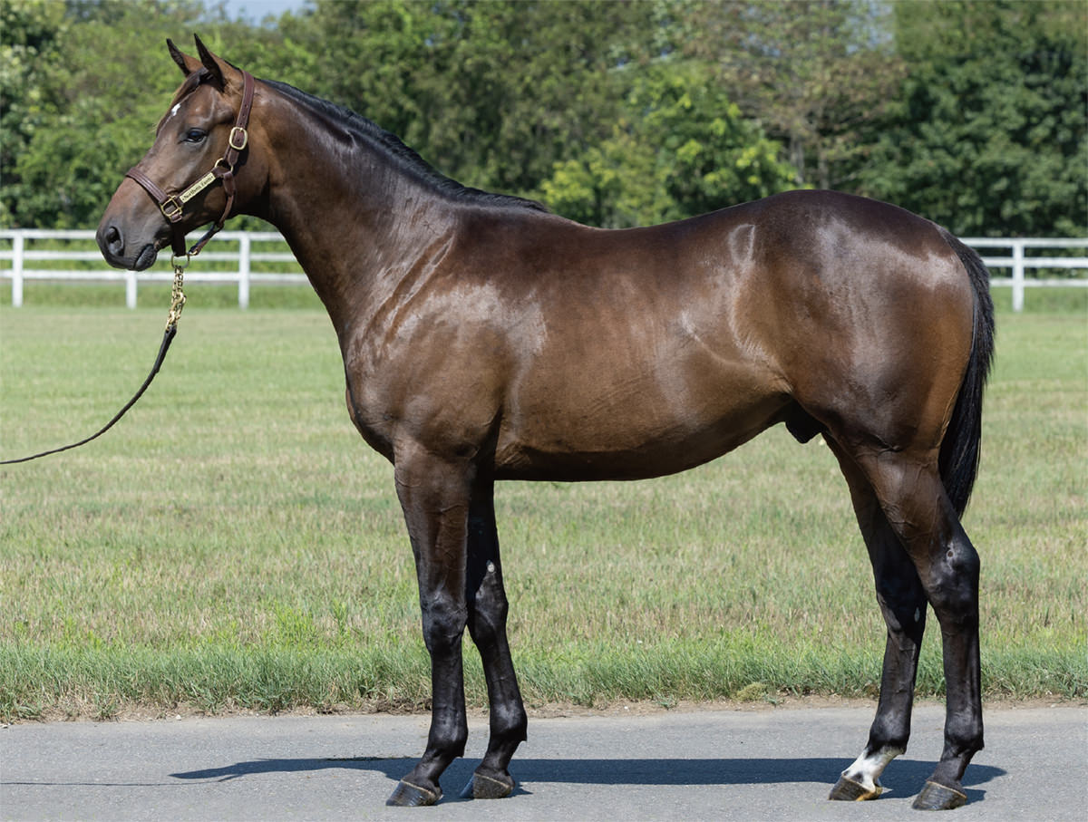 インクルードベティの2024