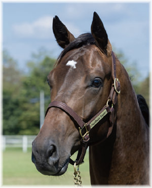 インクルードベティの2024