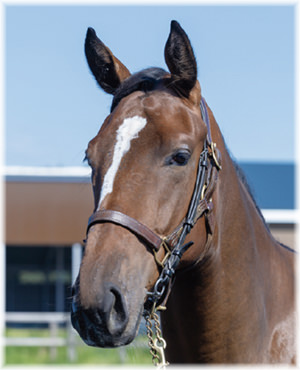 カヴァートラブの2024