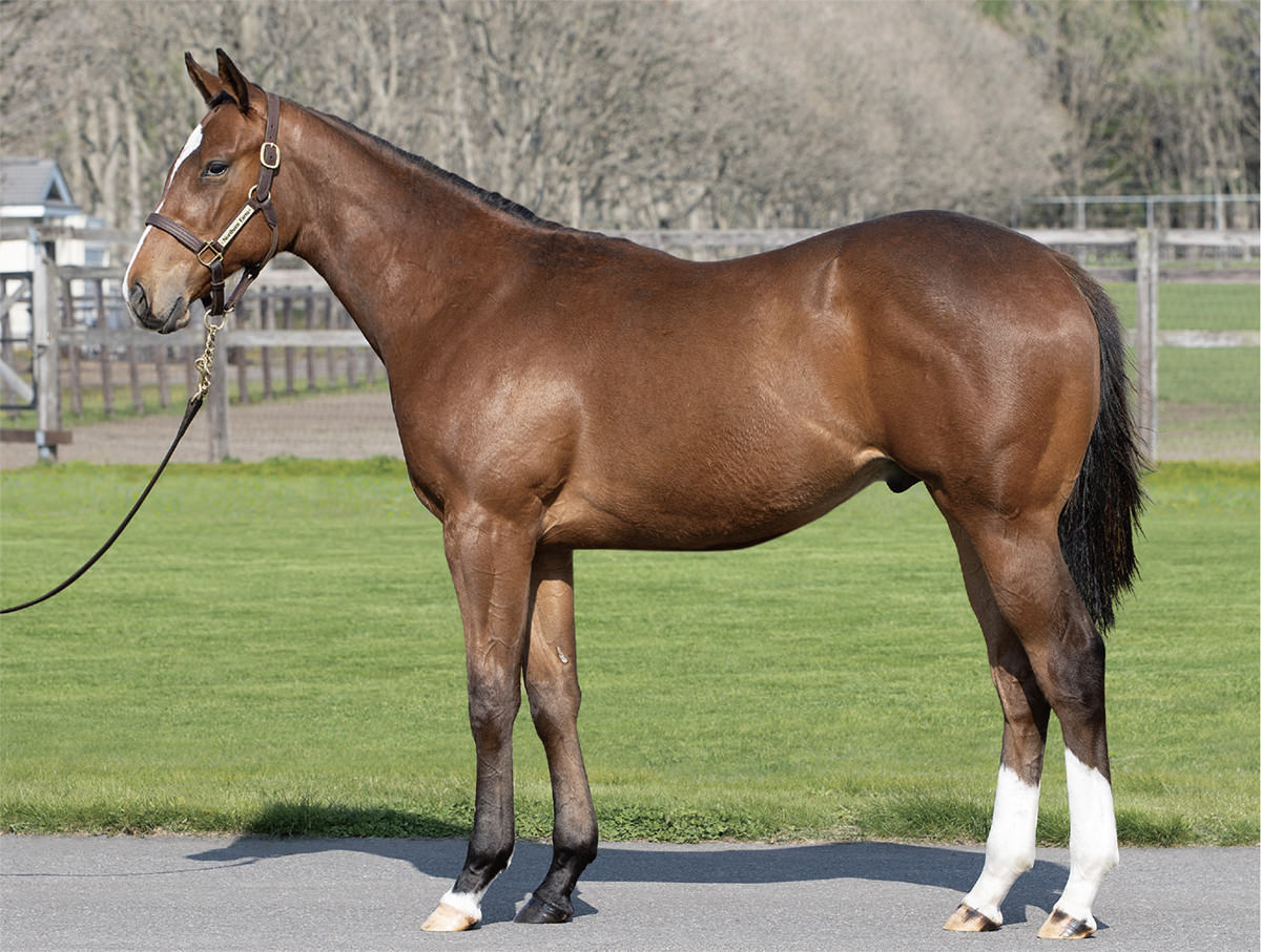 カデナダムールの2024