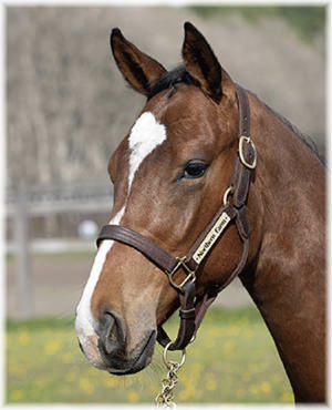 カデナダムールの2024
