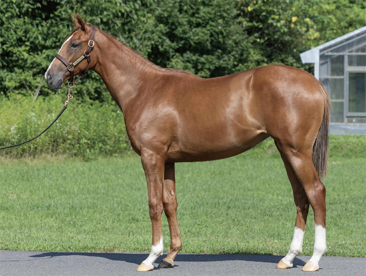 フレイムタワーの2024