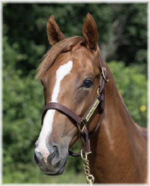 フレイムタワーの2024