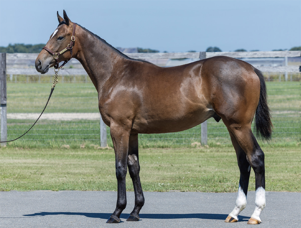 シタディリオの2024