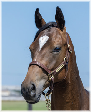 シタディリオの2024