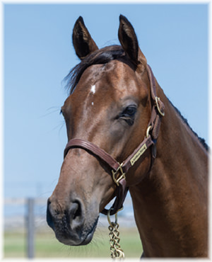 レッドオリヴィアの2024