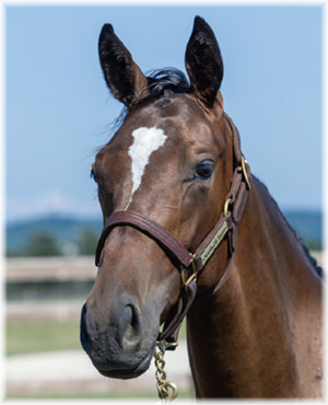 リンダレベソルータの2024