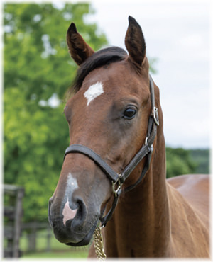 タニノハイクレアの2024