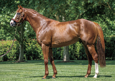 アドマイヤマーズ