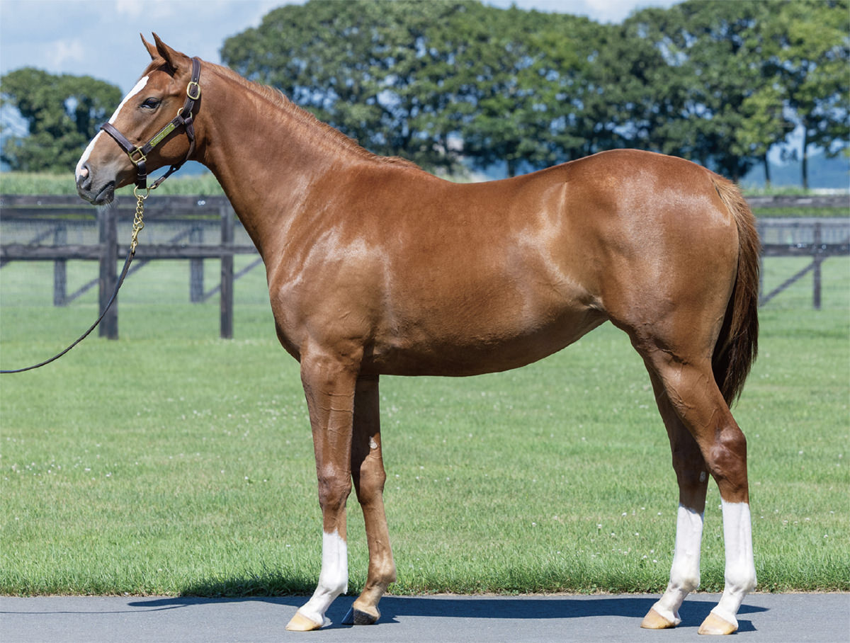 アドヴェントスの2024