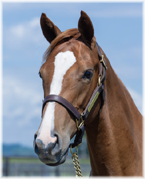 アドヴェントスの2024