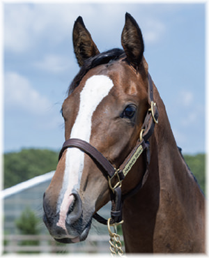 セブンシーズの2024