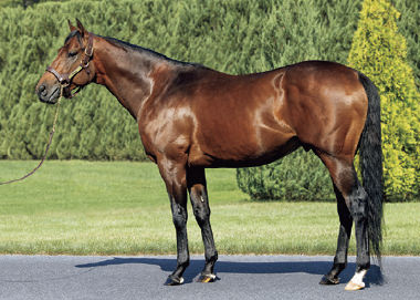 エフフォーリア