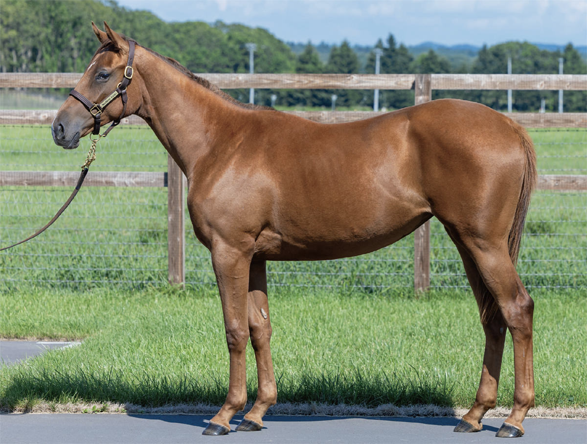 プチノワールの2024