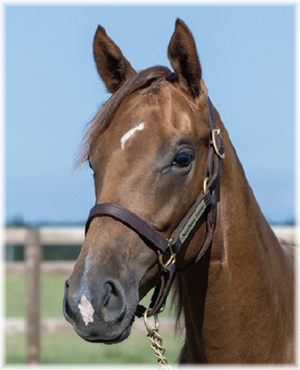 プチノワールの2024