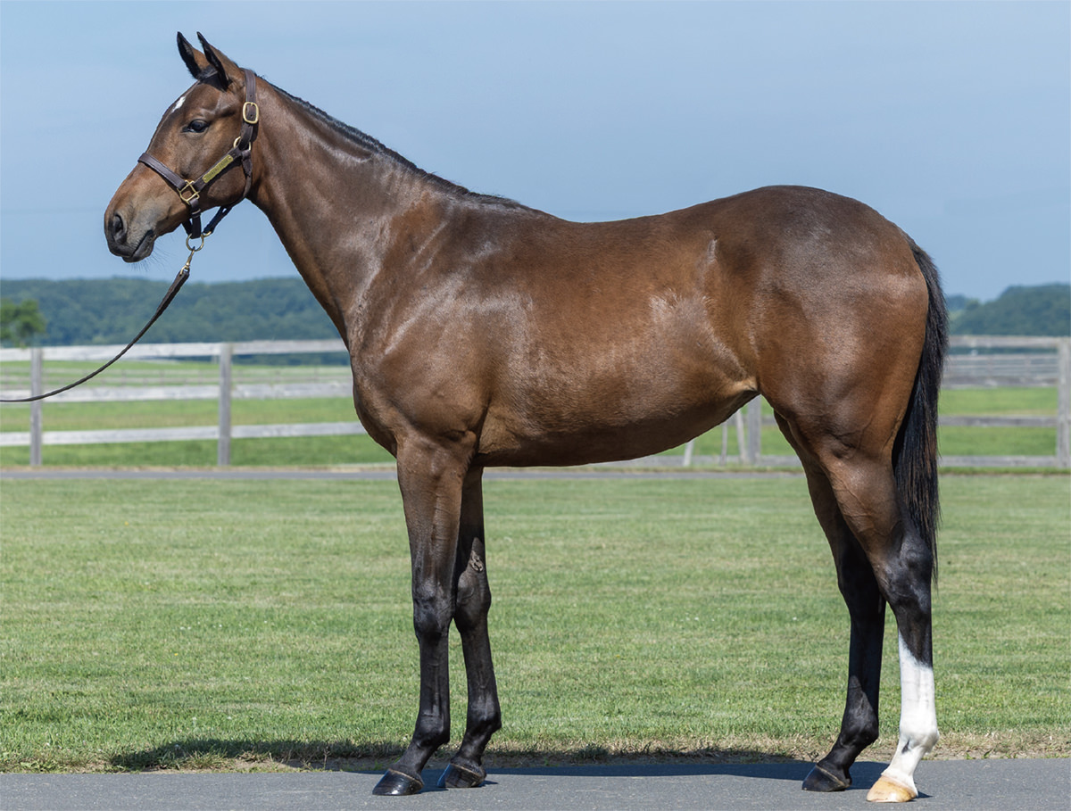 アルティマリガーレの2024