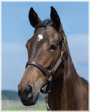 アルティマリガーレの2024