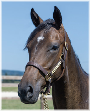 カイゼリンの2024